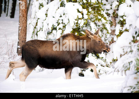 Elch Kalb (Alves Alces) 7 Monate alt, kanadischen Rocky Mountains, Jasper Nationalpark, westlichen Alberta, Kanada Stockfoto