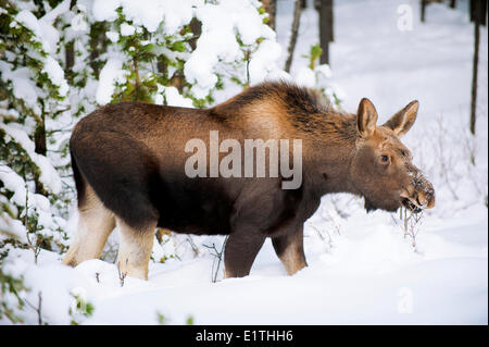 Elch Kalb (Alves Alces) 7-Monate alten Surfen auf Buffaloberry Zweige (Shepherdia Canadensis) Kanadische Rocky Mountains Jasper Stockfoto