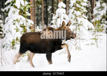 Elch Kalb (Alves Alces) 7 Monate alt, kanadischen Rocky Mountains, Jasper Nationalpark, westlichen Alberta, Kanada Stockfoto