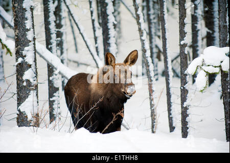 Elch Kalb (Alves Alces) 7 Monate alt, kanadischen Rocky Mountains, Jasper Nationalpark, westlichen Alberta, Kanada Stockfoto