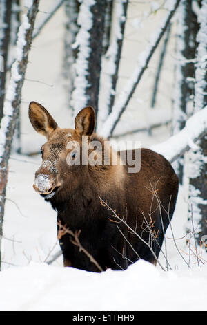 Elch Kalb (Alves Alces) 7 Monate alt, kanadischen Rocky Mountains, Jasper Nationalpark, westlichen Alberta, Kanada Stockfoto