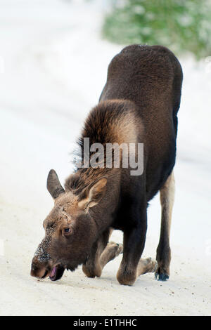 Elch Kalb (Alves Alces) 7-Monate alten essen Salz ein Winterdienst kanadischen Rocky Mountains Jasper Nationalpark westlichen Alberta Stockfoto