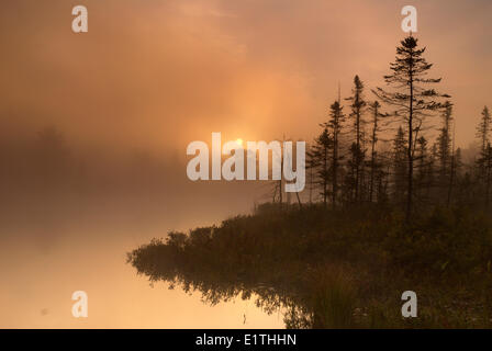 Nebliger Morgen Herbst landschaftlich am Highland Teich, Torrance Brachland, Muskoka, Ontario Stockfoto