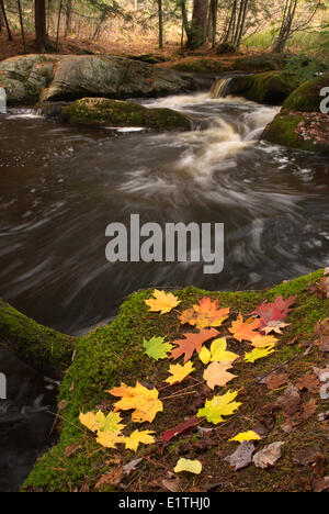 Gefallene Blätter neben einem kleinen Bach in der Nähe von Bracebridge, Muskoka, Ontario Stockfoto