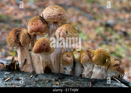 Honig Pilz Armillaria Mellea Speisepilz wächst auf Baumstumpf ein Parasit verursacht Krankheiten Bäume Quesnel Lake Cariboo Stockfoto