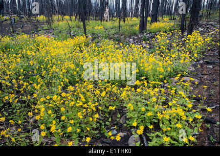 Heartleaved Arnika Arnika Cordifolia nachwachsen ein Jahr, nachdem eine Stand-zerstörende Waldbrände in subalpinen Wald Engelmann Stockfoto