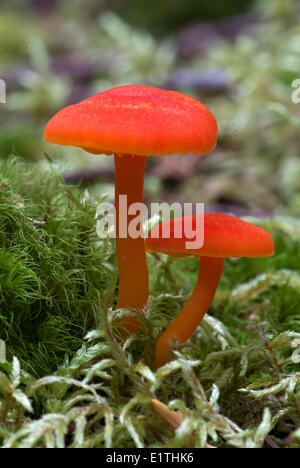 Pilz-Hygrocybe SP. wächst in Moos auf dem Boden in Westliche Hemlocktanne Tsuga Heterophylla westliche Redcedar Thuja plicata Stockfoto