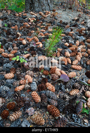 Lodgepole Pine Pinus Contorta Sämling in einer Ernte Kegel weiße Fichten Picea Glauca 150 Mile House Cariboo Britisch-Kolumbien Stockfoto