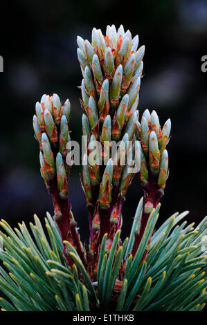 neue Sprosswachstum Weißstämmige Kiefer Pinus Albicaulis in der subalpinen Zone des Tweedsmuir Provincial Park, Britisch-Kolumbien Stockfoto