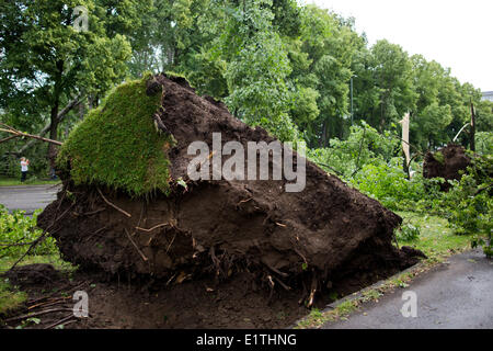 Düsseldorf, Deutschland. 10. Juni 2014. Ein Baum hat am Hofgarten in Düsseldorf, 10. Juni 2014 entwurzelt wurden. Der schwerste Sturm in Nordrhein-Westfalen im Jahre beschädigt viele Autos und Häuser. Bildnachweis: Dpa picture Alliance/Alamy Live News Stockfoto