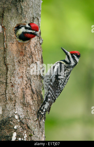 Südgrenze im - Sphyrapicus Varius - Männchen im Nest/Erwachsene Weibchen auf Stamm Stockfoto