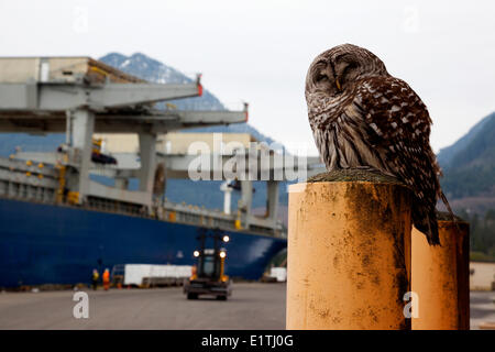 Streifenkauz am Wharf, Shiploading Zellstoff, Port Mellon, Howe Sound, Sunshine Coast, b.c., Kanada Stockfoto