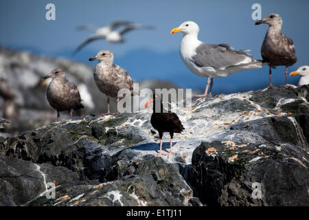 Schwarze Austernfischer (Haematopus Bachmani) und Möwen, Sommer, Strait Of Georgia, Sunshine Coast, b.c., Kanada Stockfoto