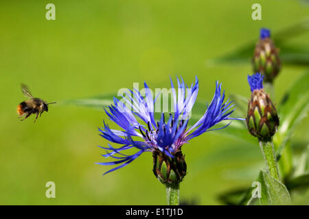 Hummel (Bombus) im Flug Batchelor Taste (Centaurea Montana) Garten Blume Summer Roberts Creek Sunshine Coast b.c. Stockfoto