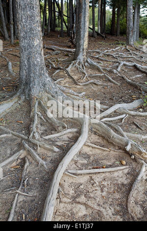 Baumstämme, ausgesetzt auf Wanderweg, Banff Nationalpark, Alberta, Kanada. Stockfoto