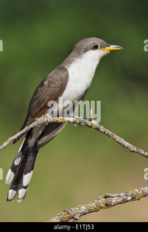 Gelb-billed Kuckuck - Coccyzus americanus Stockfoto