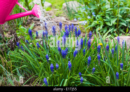 Frühling im Garten arbeitet: Bewässerung Pflanzen Gießkanne Stockfoto