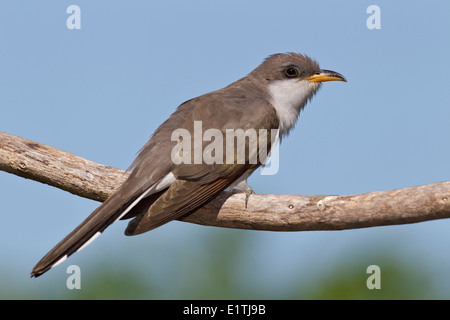 Gelb-billed Kuckuck - Coccyzus americanus Stockfoto