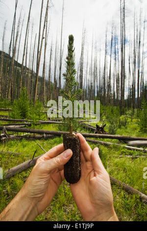 Hände halten Tanne Bäumchen in einem Wald von verbrannte Bäume. Stockfoto