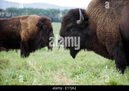 Ebenen Bison, Alberta, Kanada. Stockfoto