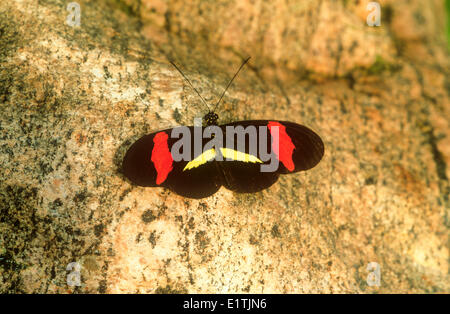 Die roten Briefträger oder Crimson gepatcht Longwing Schmetterling, (Heliconius Erato Petiverana), Dorsalansicht S TX, E Mexiko bis Panama Stockfoto