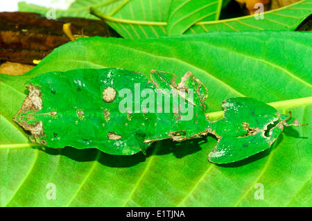 (Phyllium Giganteum), Blatt Insekt, Malaysia Stockfoto