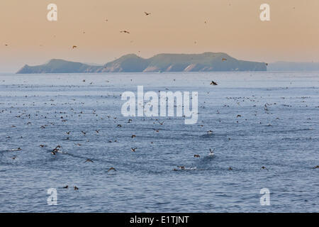 Papageientaucher und wärmeren vor Great Island, Witless Bay Ecological Reserve, Neufundland, Kanada Stockfoto