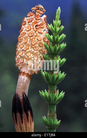 gemeinsamen Schachtelhalm Equisetum Arvense, grünem Stiel und fruchtbaren Stamm mit Kegel, Fiddle River, Jasper Nationalpark, Rocky Mountains Stockfoto