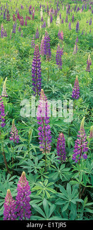 vertikale Panorama des Feldes von lupine Lupinus SP., lange zu erreichen, New Brunswick Stockfoto