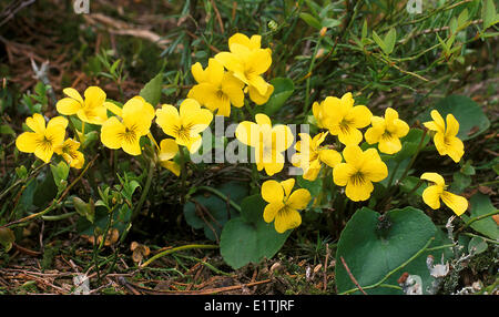 Yellow Mountain violett Viola Glabella in subalpinen Wald in der Nähe von Bow Lake, Rocky Mountains, Banff Nationalpark, Alberta Stockfoto