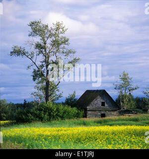 verlassene alte Scheune in ländlichen Nord-Alberta, nördlich von Edmonton, Alberta Stockfoto