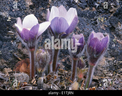 Prärie Krokus auch bekannt als Pasque Blume Anemone Patens eine der ersten Frühlingsblumen in den Rocky Mountains Tal fünf Seen Stockfoto