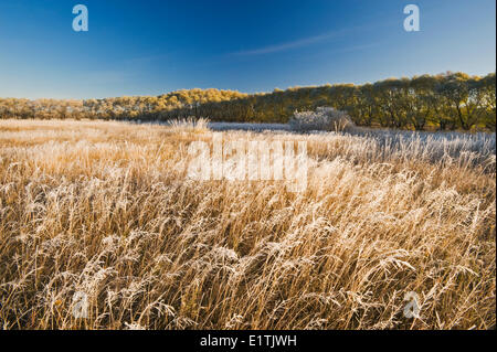 Frost bedeckt Bäume im Tierheim-Gürtel, in der Nähe von Oakbank, Manitoba, Kanada Stockfoto