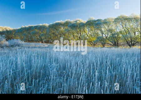 Frost bedeckt Bäume im Tierheim-Gürtel, in der Nähe von Oakbank, Manitoba, Kanada Stockfoto