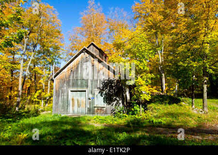 Herbstlaub und Zuckerahorn Shack, Saint-Louis, Quebec, Kanada Stockfoto