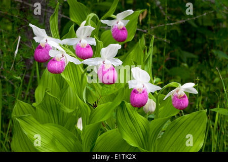 Auffällige Lady Slipper (Cypripedium Reginae), Orchidee, Wildblume Stockfoto