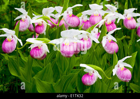 Auffällige Lady Slipper (Cypripedium Reginae), Orchidee, Wildblume Stockfoto