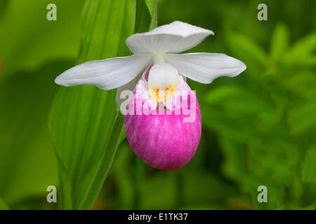 Auffällige Lady Slipper (Cypripedium Reginae), Orchidee, Wildblume Stockfoto