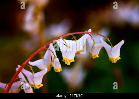 Holländer die Reithose Wildflower, (Dicentra Cucullaria) Stockfoto