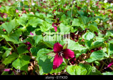 Rot Trillium Wildflower, (Trillium Erectum) Stockfoto