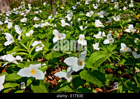 Weiß Trillium, Wildblumen (Trillium Grandiflorum) Stockfoto