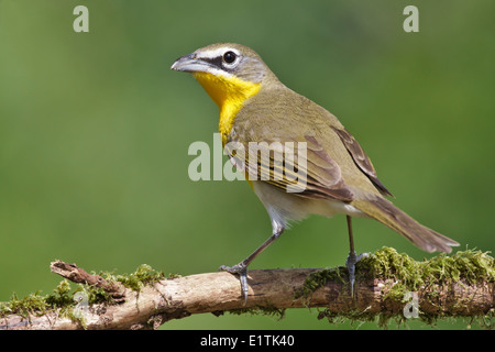 Gelb – Breasted Chat Icteria virens Stockfoto