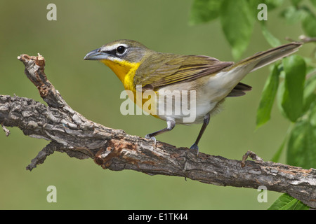 Gelb – Breasted Chat Icteria virens Stockfoto