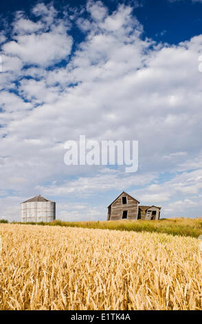 verlassenen Hof Haus und Korn bin neben Weizenfeld, in der Nähe von Rosetown, Saskatchewan, Kanada Stockfoto