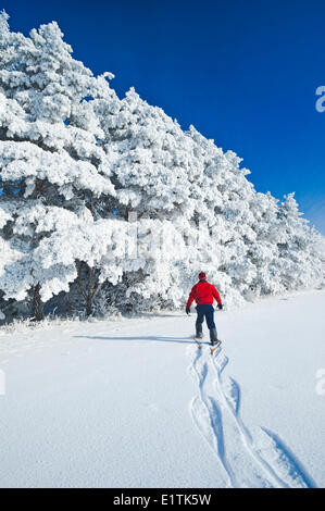 ein Mann Schneeschuhe in Richtung Frost bedeckt Bäume im Tierheim-Gürtel, in der Nähe von Cooks Creek, Manitoba, Kanada Stockfoto