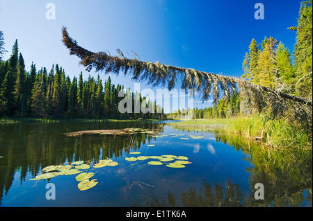 Waskesiu River, Prince Albert National Park, Saskatchewan, Kanada Stockfoto