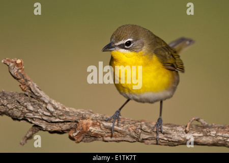 Gelb – Breasted Chat Icteria virens Stockfoto