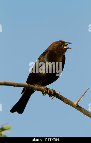 Unter der Leitung von Brown Kuhstärlinge, Molothrus Ater, Arizona, USA Stockfoto