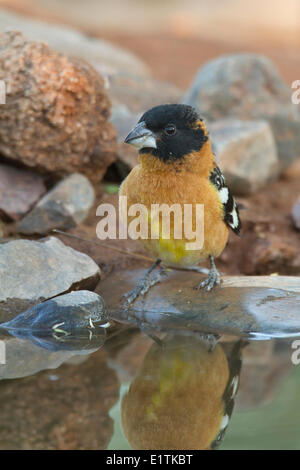 Black-headed Kernbeißer, Pheucticus Melanocephalus, Arizona, USA Stockfoto