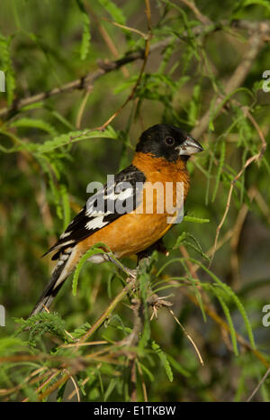 Black-headed Kernbeißer, Pheucticus Melanocephalus, Arizona, USA Stockfoto